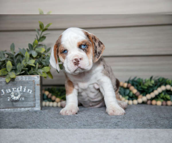 Medium Photo #5 Beabull Puppy For Sale in MILLERSBURG, OH, USA