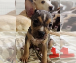 American Bully-Pit Puppy for Sale in RIXEYVILLE, Virginia USA