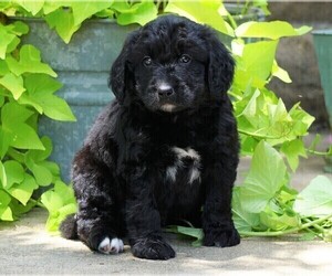 Bernedoodle Puppy for sale in FREDERICKSBG, OH, USA