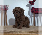 Small #6 Poodle (Miniature)