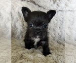 Small #4 French Bulldog