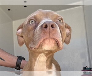 Mutt Dogs for adoption in Augusta, GA, USA