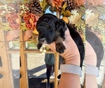Small #7 Aussiedoodle Miniature 