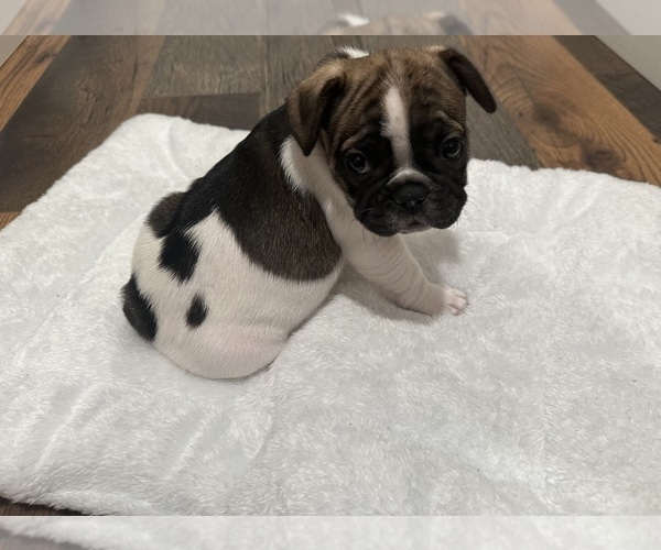 Medium Photo #10 French Bulldog Puppy For Sale in OLYMPIA, WA, USA