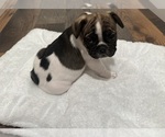 Small #9 French Bulldog