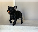 Puppy 1 French Bulldog