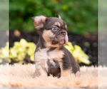Small #2 French Bulldog