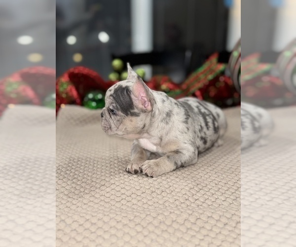 Medium Photo #7 French Bulldog Puppy For Sale in HILTON, NY, USA