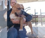 Small Photo #1 American Bully Puppy For Sale in BOONE, IA, USA