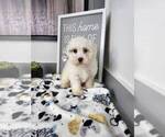 Small Photo #3 Maltipoo Puppy For Sale in FRANKLIN, IN, USA
