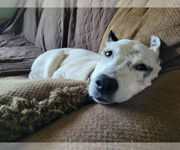 Medium Photo #2 Mutt Puppy For Sale in Princeton, MN, USA