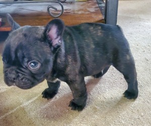 French Bulldog Puppy for Sale in CHATTANOOGA, Tennessee USA