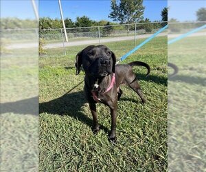 American Pit Bull Terrier-Catahoula Leopard Dog Mix Dogs for adoption in Vero Beach, FL, USA