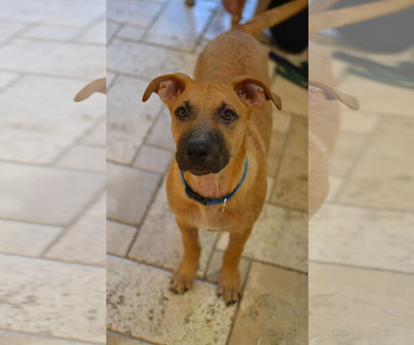 Medium Photo #4 Mutt Puppy For Sale in Germanton, TN, USA