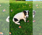 Small #10 Basenji-Rat Terrier Mix