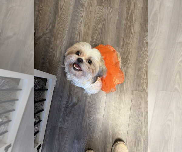 Medium Photo #3 Shih Tzu-Unknown Mix Puppy For Sale in Mooresville, NC, USA
