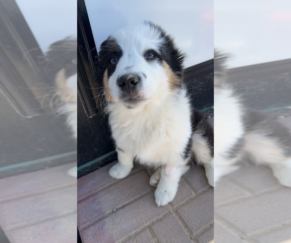 Medium Photo #12 Aussie-Corgi Puppy For Sale in STRASBURG, CO, USA