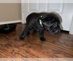 Small #2 Cane Corso