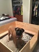 Small Photo #1 Mastiff Puppy For Sale in BELTON, MO, USA