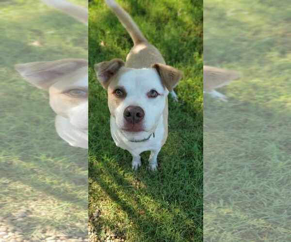 Medium Photo #4 American Pit Bull Terrier-Unknown Mix Puppy For Sale in Bardstown, KY, USA