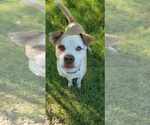 Small #3 American Pit Bull Terrier Mix