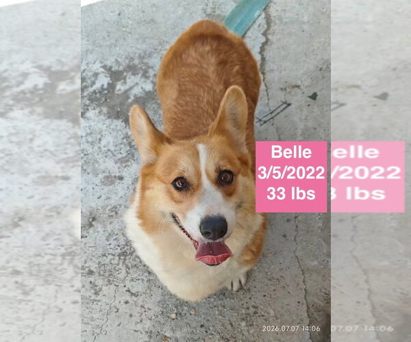Medium Photo #2 Pembroke Welsh Corgi Puppy For Sale in West Hollywood, CA, USA