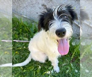 Pointer Dogs for adoption in Ogden, UT, USA