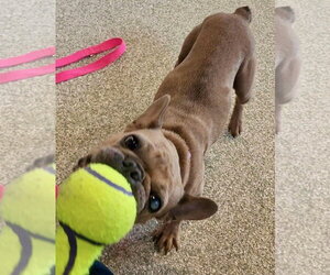 Patita - Female French Bulldog Dog for Adoption - Photo #4
