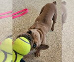 Small #3 French Bulldog