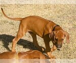 Small Photo #2 Rhodesian Ridgeback Puppy For Sale in CHILOQUIN, OR, USA