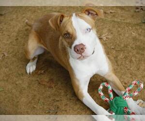 Catahoula Leopard Dog-Unknown Mix Dogs for adoption in Tallahassee, FL, USA