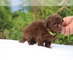 Small #5 ShihPoo