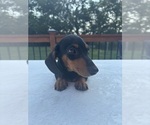 Small #2 Dachshund