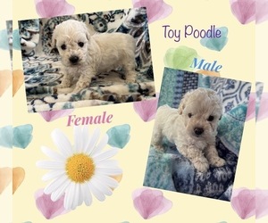 Poodle (Toy) Puppy for sale in INDEPENDENCE, MO, USA