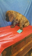 Mastiff Puppy for sale in ENID, OK, USA