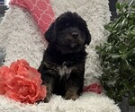 Sugar - Female Bernese Mountain Dog Puppy for Sale - Photo #2