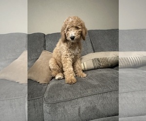 Poodle (Standard) Puppy for sale in MOBILE, AL, USA
