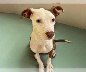 American Pit Bull Terrier-Unknown Mix Dogs for adoption in Tulsa, OK, USA