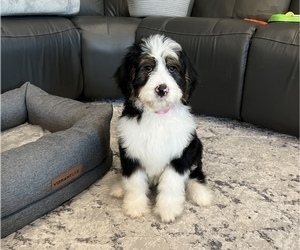 Bernedoodle-Miniature Bernedoodle Mix Puppy for sale in MASON, IL, USA