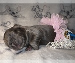 Small Photo #35 French Bulldog Puppy For Sale in MIMS, FL, USA