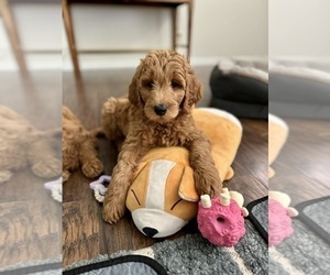 Goldendoodle-Poodle (Standard) Mix Puppy for sale in PLANT CITY, FL, USA