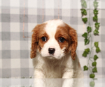 Image preview for Ad Listing. Nickname: Arlo