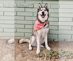 Small #1 Siberian Husky