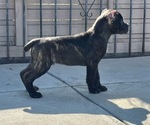 Puppy Puppy 2 Cane Corso