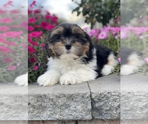 Shih Apso Puppy for sale in CANOGA, NY, USA