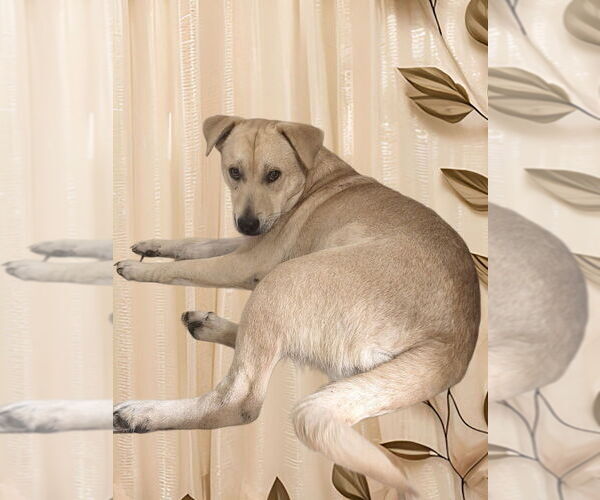 Medium Photo #10 Labrador Retriever-Unknown Mix Puppy For Sale in Oak Bluffs, MA, USA