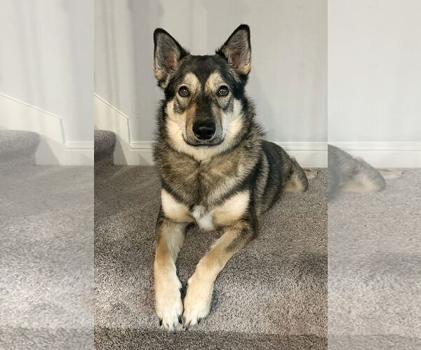 Medium Photo #6 Siberian Husky-Unknown Mix Puppy For Sale in McKinney, TX, USA