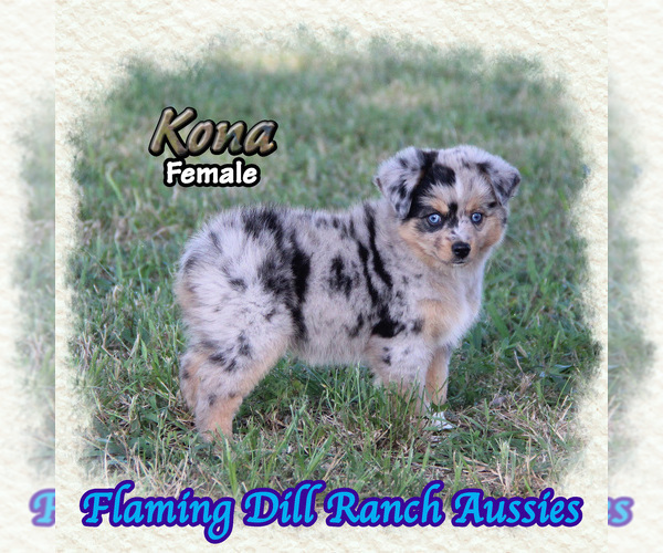 Medium Photo #1 Miniature Australian Shepherd Puppy For Sale in FORESTBURG, TX, USA