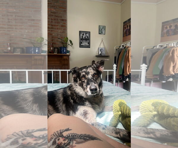 Medium Photo #2 Australian Shepherd-Unknown Mix Puppy For Sale in New Orleans, LA, USA