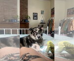 Small #1 Australian Shepherd Mix